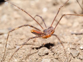 Media type: image; Invertebrate Zoology 152651   Description: live specimen;